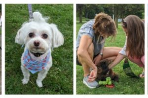 Blessing of the Animals